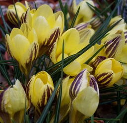 100 Crocus chrysanthus collection