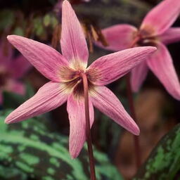 10 Erythronium collection
