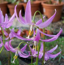 10 Erythronium selection