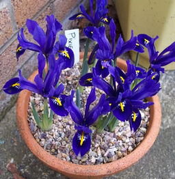 50 Iris reticulata collection