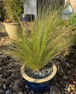 Stipa tenuissima