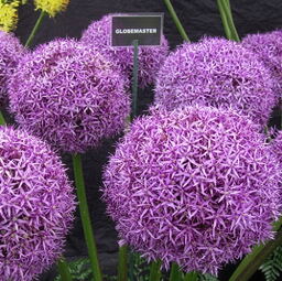 Allium Globemaster 