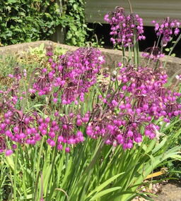 Allium cernuum 