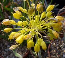 Allium flavum