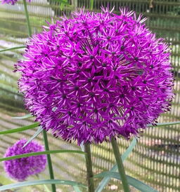 Allium aflatunese 'Purple Sensation'
