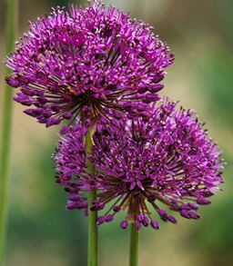 100 Allium Selection