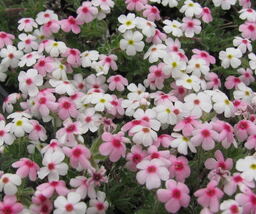 Androsace barbulata 