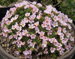 Androsace carnea x pyrenaica 