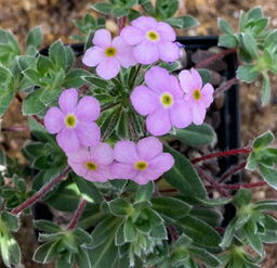 Androsace studiosorum 'Conwy Gem'