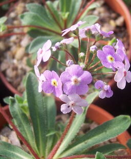 Androsace sarmentosa 'Namche' 