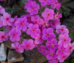 Androsace sarmentosa var watkinsii 