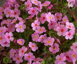 Androsace sempervivoides 