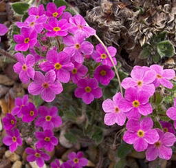 Androsace studiosorum 