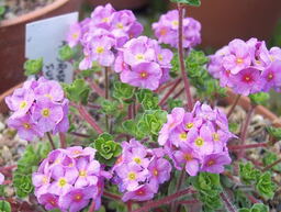 Androsace sempervivoides 'Susan Joan' 