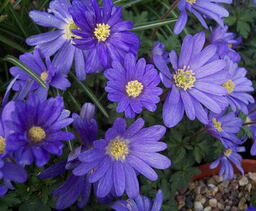 Anemone blanda 'Blue Shades'