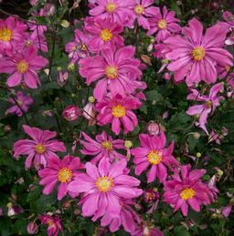 Anemone hupehensis 'Bressingham Glow'