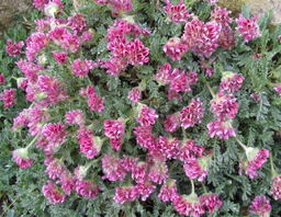 Anthyllis montana 'Rubra'