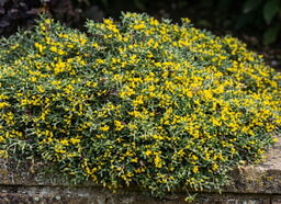 Anthyllis hermanniae 'Minor' 