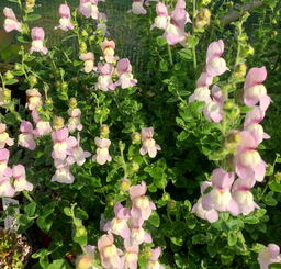 Antirrhinum molle 