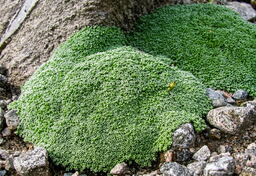 Arenaria alfacarensis (lithops)