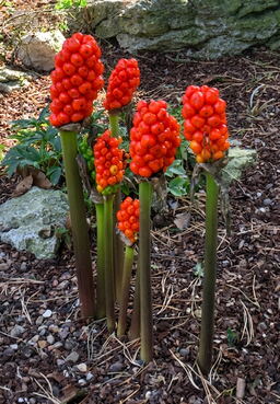 Arum italicum var 'Marmoratum'