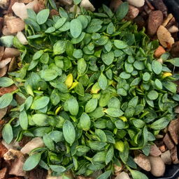 Azorella filamentosa