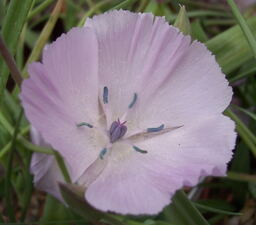 Calochortus uniflorus 'Cupido' 