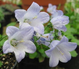 Campanula 'Belinda'
