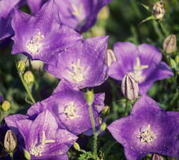 Campanula carpatica 'Dwarf Form'