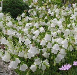 Campanula cochlearifolia var alba 'White Baby'