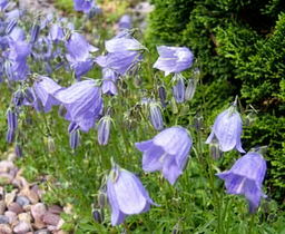 Campanula cochlearifolia 'Tubby' 