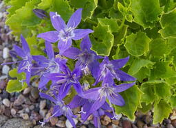 Campanula garganica 'Dickson's Gold' 