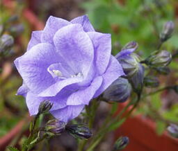 Campanula x haylodgensis 'Plena' 