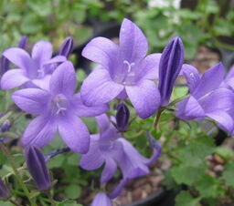 Campanula 'Resholdt's Variety'