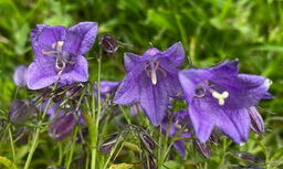 Campanula x wockei 'Puck' 