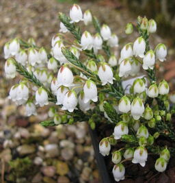 Cassiope 'Badenoch'
