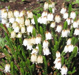 Cassiope 'Edinburgh'