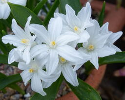 Chionodoxa luciliae gigantea alba 