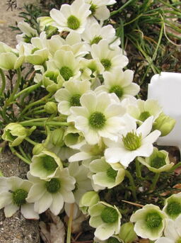 Clematis 'Hythe Egret'