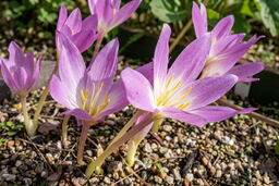 10 Colchicum collection