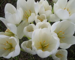 Colchicum speciosum 'Album' 