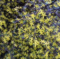 Corokia cotoneaster 