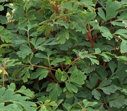 Corydalis curviflora 'Blue Heron'  PBR