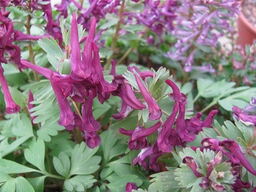 Corydalis solida 'Purple Bird'