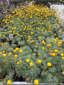 Cotula hispida 