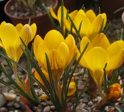 Crocus chrysanthus 'Dorothy' 