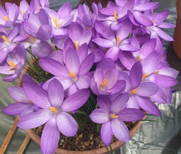 Crocus goulimyi (AUT) 