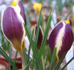 Crocus chrysanthus 'Herald'