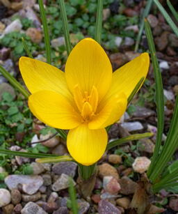 Crocus korolkowii 'Kiss of Spring'