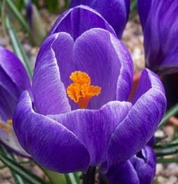 Crocus 'Remembrance' 